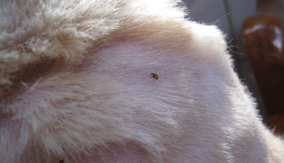 狗狗身上有虱子怎么办？治标又治根的方法要明白了一些(图2)