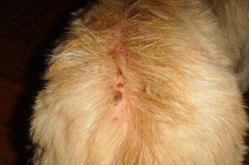 狗狗身上有虱子怎么办？治标又治根的方法要明白了一些(图3)