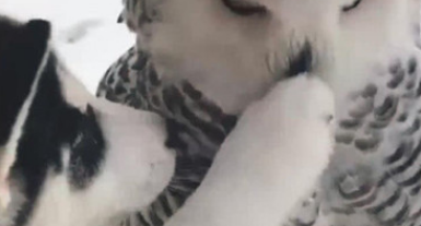 二哈数眼挑选猫头鹰 想也没想立刻就拜天地 猫头鹰的这目光会亮(图1)