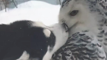 二哈数眼挑选猫头鹰 想也没想立刻就拜天地 猫头鹰的这目光会亮(图2)