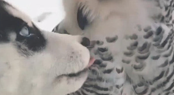 二哈数眼挑选猫头鹰 想也没想立刻就拜天地 猫头鹰的这目光会亮(图4)