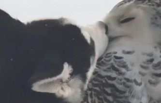 二哈数眼挑选猫头鹰 想也没想立刻就拜天地 猫头鹰的这目光会亮(图3)