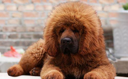 藏獒能打过狼吗？这里有答案了(图2)