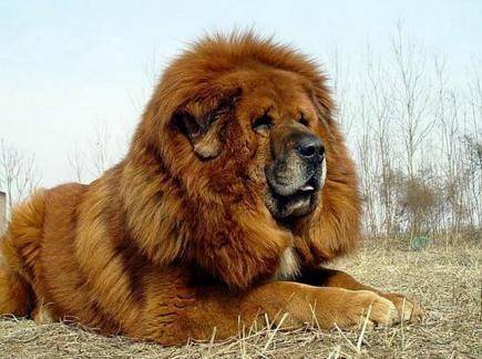 藏獒能打过狼吗？这里有答案了(图1)