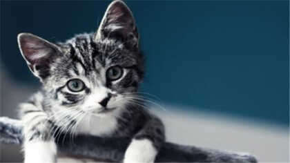 猫就像怕蛇吗(图1)