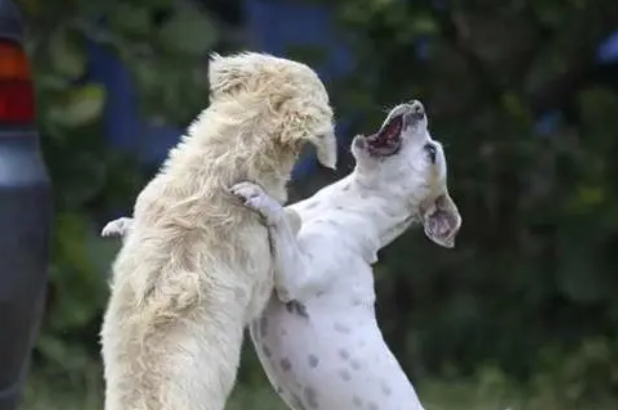 狗狗忽的更具攻击行为 倒底是我想知道为什么？(图1)