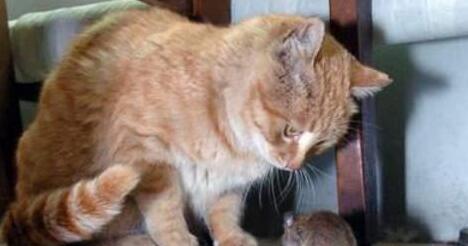现实的东西版的猫和老鼠 这怕是“猫界耻辱”吧 竟被老鼠吓得满屋子到处乱窜(图2)