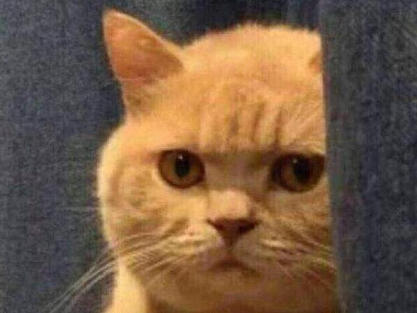 现实的东西版的猫和老鼠 这怕是“猫界耻辱”吧 竟被老鼠吓得满屋子到处乱窜(图3)
