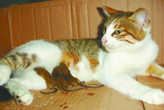 现实的东西版的猫和老鼠 这怕是“猫界耻辱”吧 竟被老鼠吓得满屋子到处乱窜(图1)