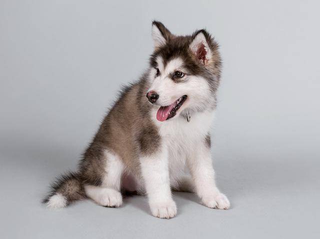 阿拉斯加犬训练 什么时候相对比较合适？(图1)