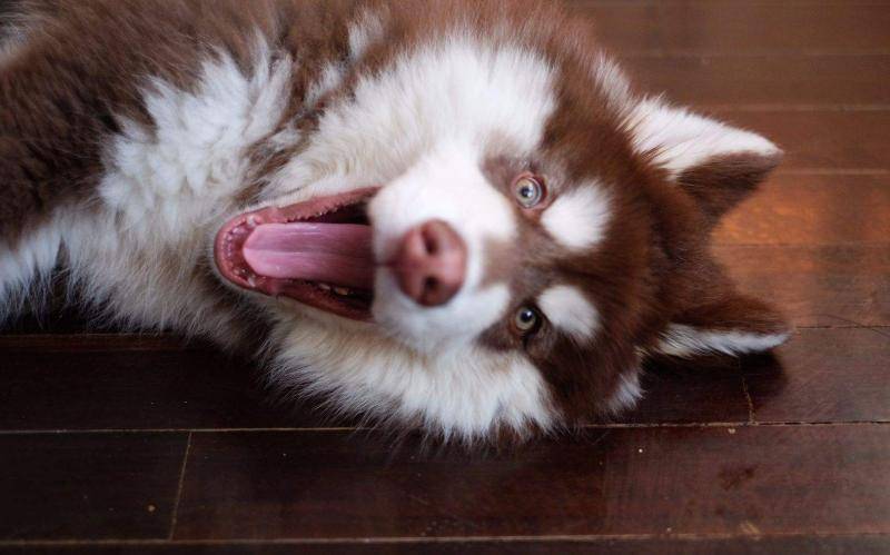 阿拉斯加犬训练 什么时候相对比较合适？(图3)