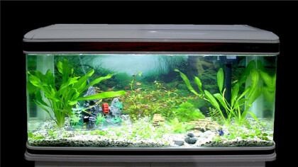 老手让新鱼缸快速养鱼的方式(图1)