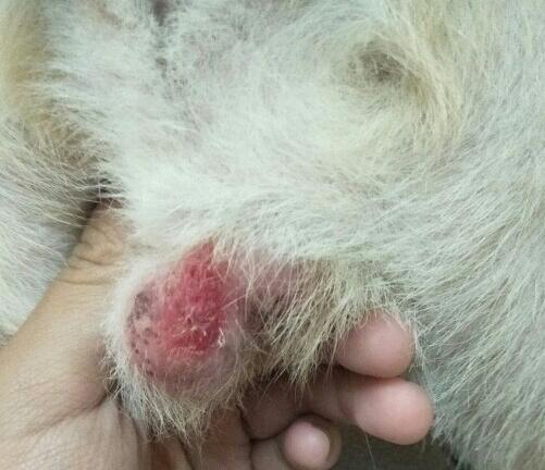 狗狗伤口化脓用什么呢药？别看错了(图2)