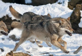 狼和狗谁列害？再想想都知道(图1)