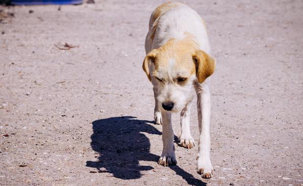 这6种小狗动不动爱被遗弃 第一名那就“人民宠物狗”(图1)