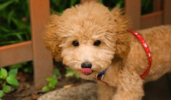 这6种小狗动不动爱被遗弃 第一名那就“人民宠物狗”(图2)