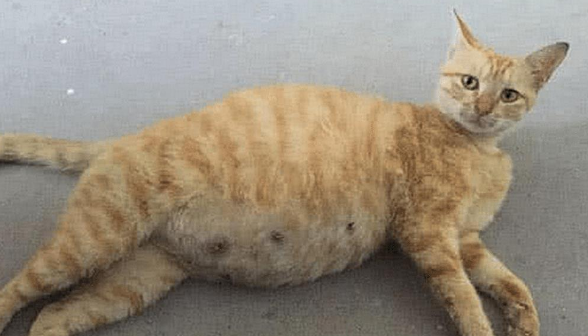 橘猫大着肚子 还以为它是太胖 送回到乡下下后老妈发来照片：连妈也骗(图1)