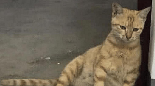 橘猫大着肚子 还以为它是太胖 送回到乡下下后老妈发来照片：连妈也骗(图2)