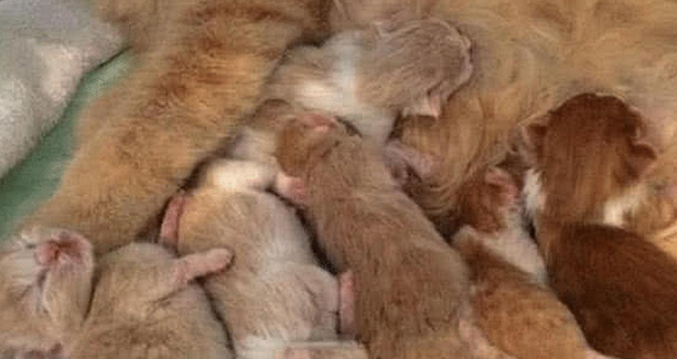 橘猫大着肚子 还以为它是太胖 送回到乡下下后老妈发来照片：连妈也骗(图3)