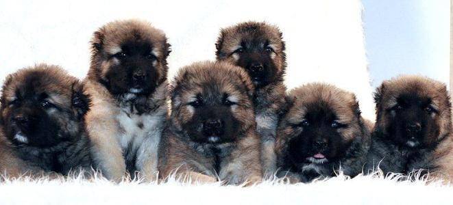 高加索犬什么颜色建议？你的爱好判断颜色(图1)