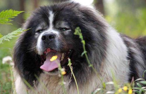 高加索犬什么颜色建议？你的爱好判断颜色(图2)