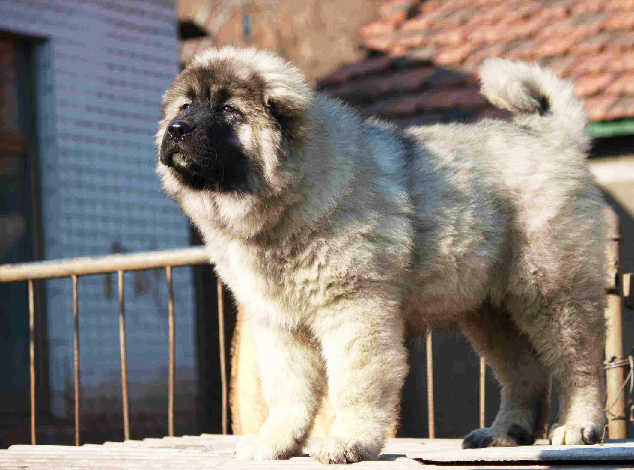 高加索犬什么颜色建议？你的爱好判断颜色(图3)