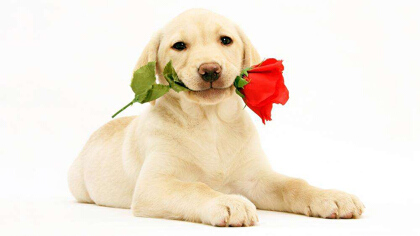 狗眼睛长息肉能复原吗(图1)