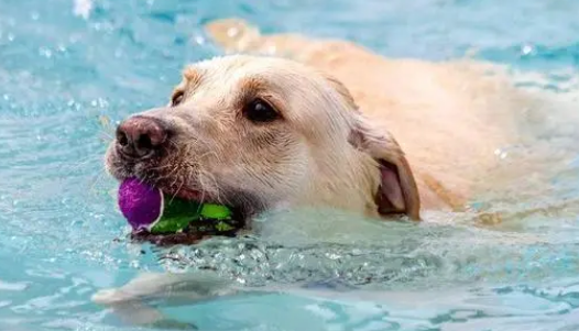 高温预警 如何能给宠物合理不降温？(图2)