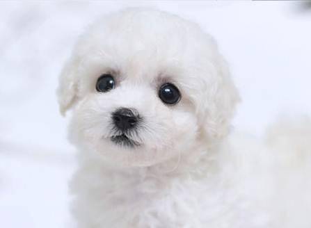 泰迪和比熊哪个好养 那样来总结看看(图2)