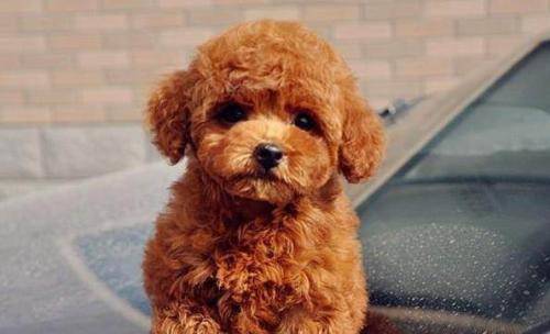 泰迪和比熊哪个好养 那样来总结看看(图3)