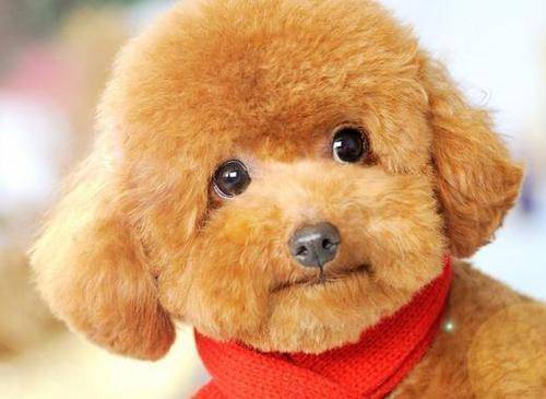 泰迪和比熊哪个好养 那样来总结看看(图4)