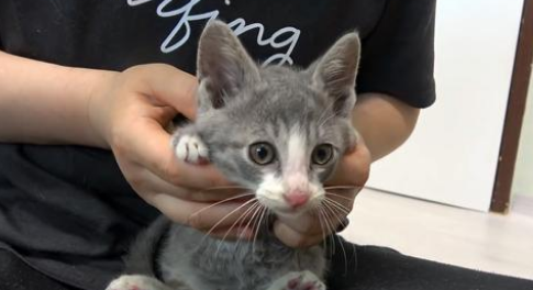 流浪天涯小猫为心理障碍的 用身体努力再努力撞门 猫：拜托您 将门然后打开吧(图1)