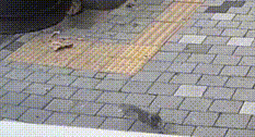 流浪天涯小猫为心理障碍的 用身体努力再努力撞门 猫：拜托您 将门然后打开吧(图3)