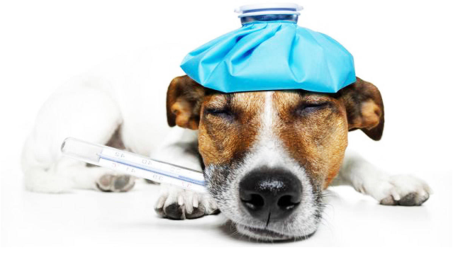 人的感冒会互想被传染给宠物吗？养宠你不可不知的！(图1)