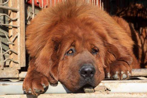 藏獒会咬主人吗？也得看你对它到底好不好(图1)