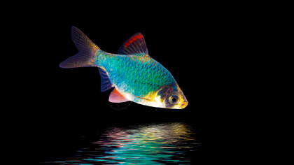 虎鱼温度多少适合(图1)