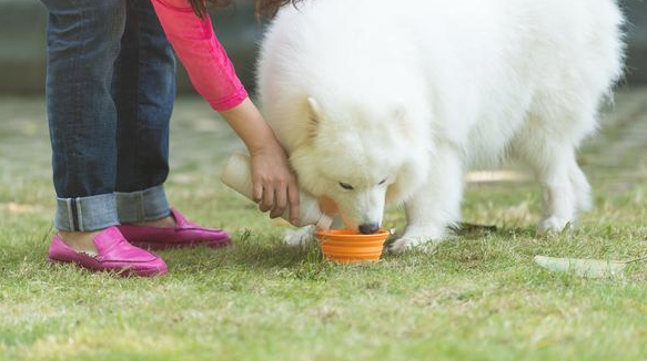 狗狗患上肠胃炎该该怎么办啊？转好的预兆有什么？(图2)