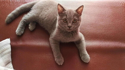 猫心丝虫症状有都有那些(图1)