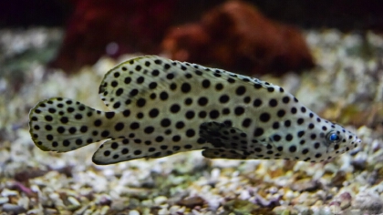 石斑鱼养殖要求是什么(图1)