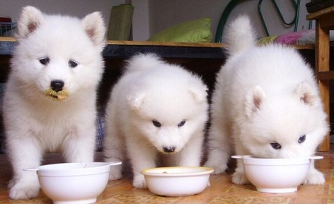 细小治疗费用 前提是的费用小解(图1)