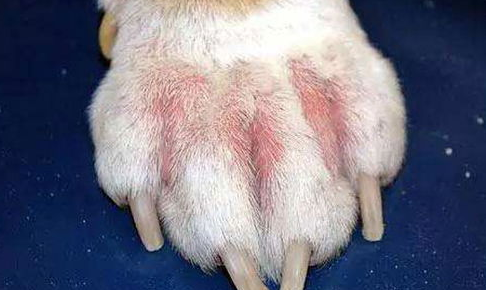 宠主需知：犬猫常见皮肤病检查方法大全(图1)