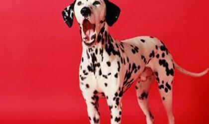 宠主需知：犬猫常见皮肤病检查方法大全(图2)