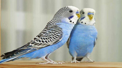 虎皮鹦鹉拉稀能可以自愈吗(图1)