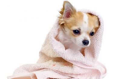 咋样给宠物通过消毒(图1)