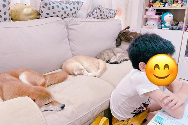 小主人在家上网课 猫狗在身后睡成一片黑色：这声儿催眠(图1)