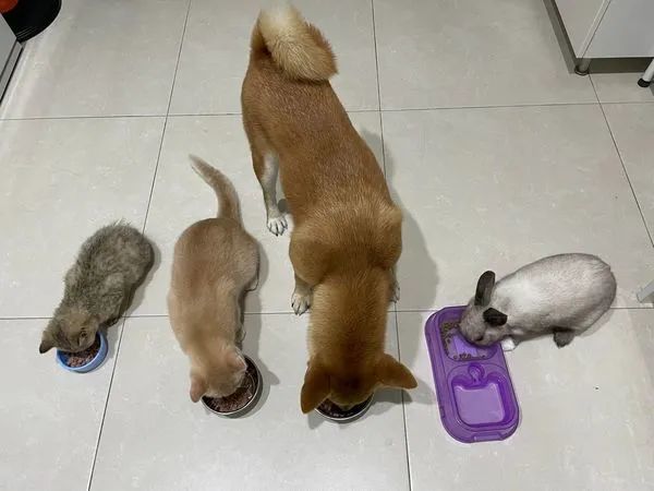 小主人在家上网课 猫狗在身后睡成一片黑色：这声儿催眠(图2)