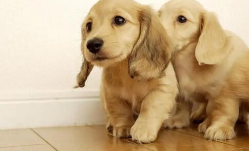 关于犬猫母狗发情的知识 虽然需要普及看看(图2)