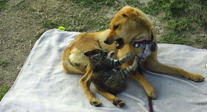 狗为啥总被猫别人欺负 那些个东西你很可能不太所了解(图3)