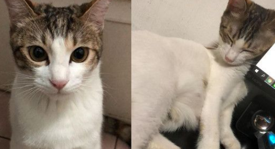猫咪觉察到爷爷有异太反常大声尖叫让爷爷黄金时期获抢救(图2)