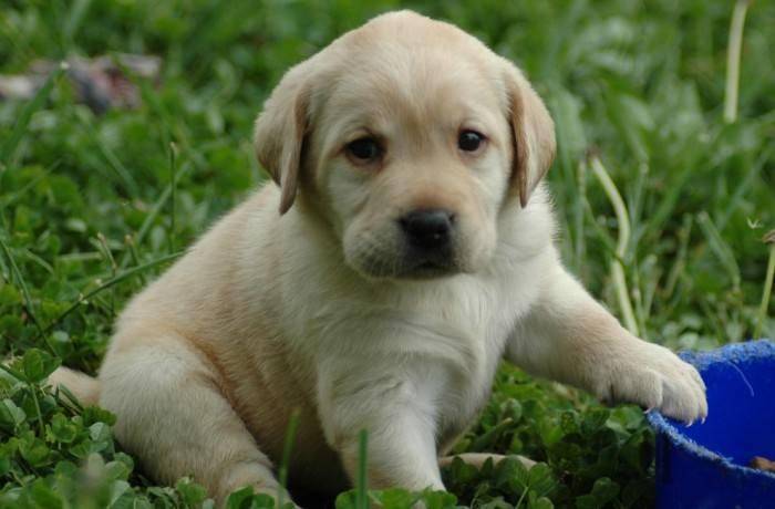 拉布拉多好不好养？这些内容相当你清楚它们了(图2)